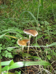 Psathyrella longistriata