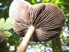 Psathyrella longistriata