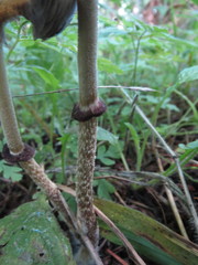 Psathyrella longistriata