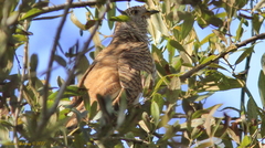 Cuculus canorus