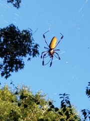 Trichonephila clavipes image