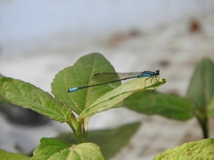 Acanthagrion quadratum