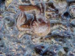 Petrocheles spinosus