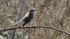 Mimus polyglottos