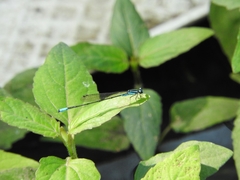 Acanthagrion quadratum