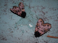 Xanthopastis moctezuma