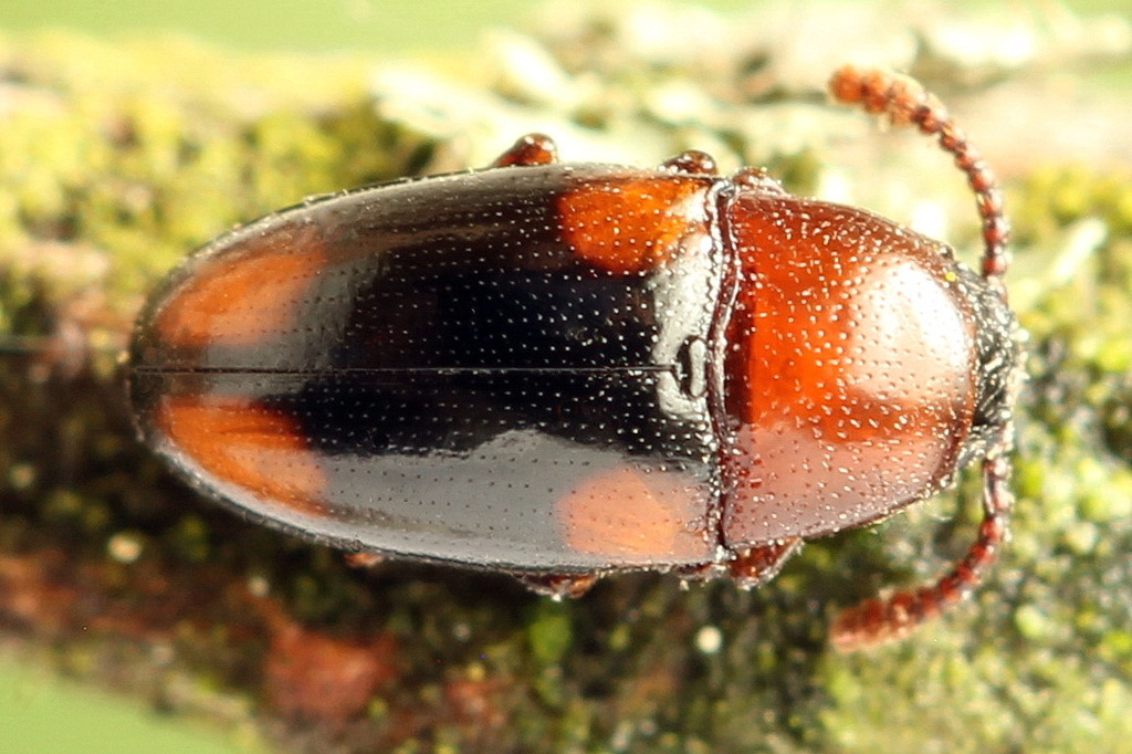 Combocerus glaber
