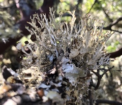 Platismatia stenophylla