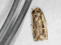 Proteuxoa tortisigna