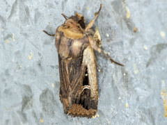Proteuxoa tortisigna