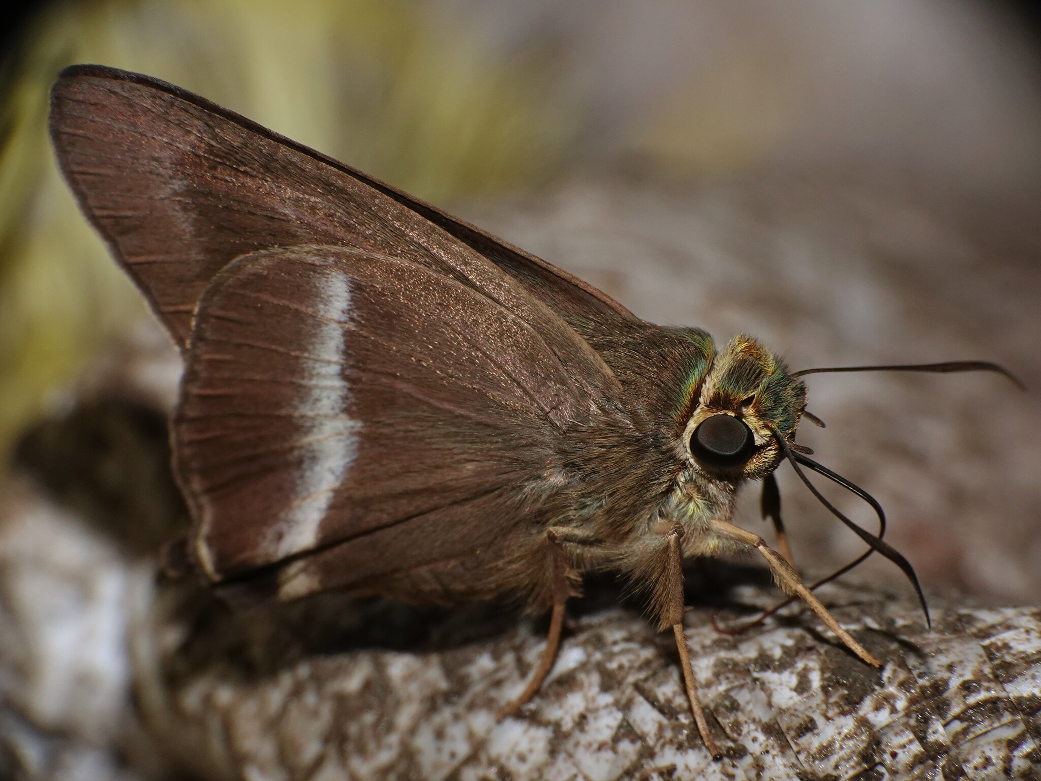 Common Banded Awl