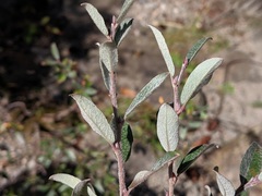 Salix brachycarpa