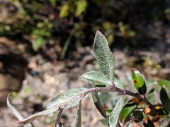 Salix brachycarpa