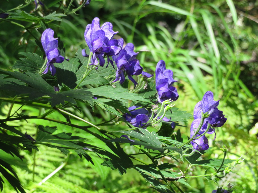 Aconitum senanense