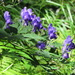 Aconitum senanense - Photo (c) belvedere04, some rights reserved (CC BY), uploaded by belvedere04