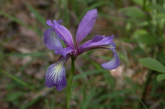 Iris prismatica
