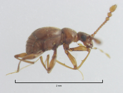 Gerallus punctipennis