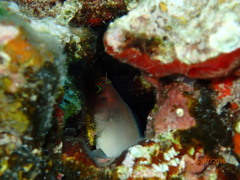 Ophioblennius macclurei