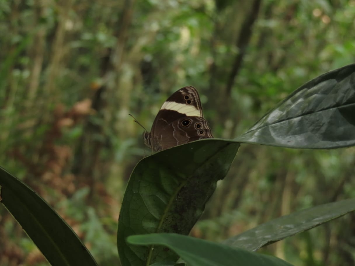 Straight-Banded Treebrown