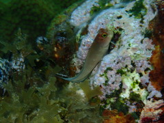 Ophioblennius macclurei