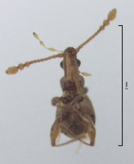 Gerallus punctipennis