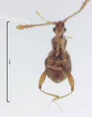 Gerallus punctipennis