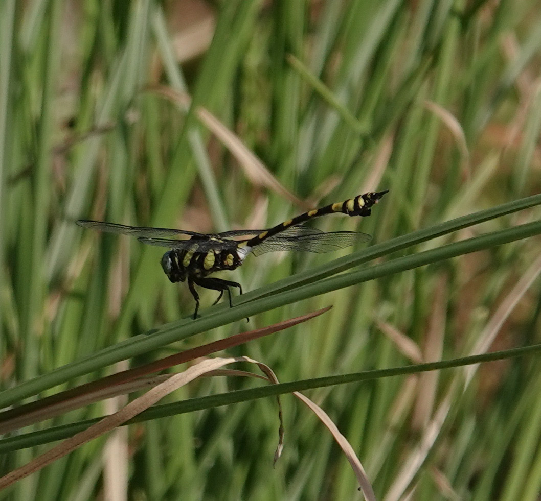 Indian Common Clubtail