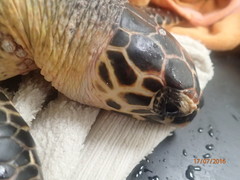 Chelonibia testudinaria