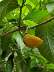 Tabernaemontana litoralis