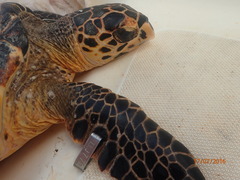 Chelonibia testudinaria