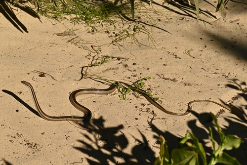 Bernier's Striped Snake