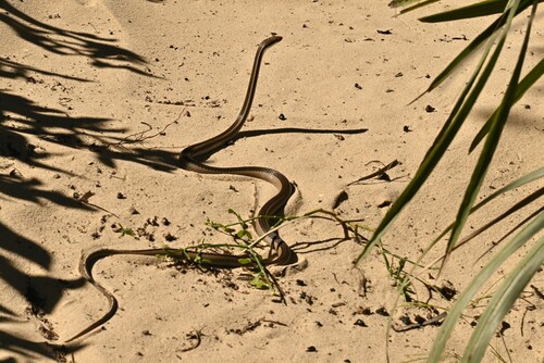 Bernier's Striped Snake