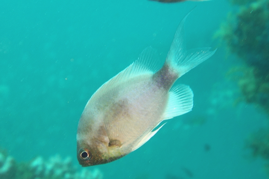 Green chromis (Chromis cinerascens) — Pomacentridae