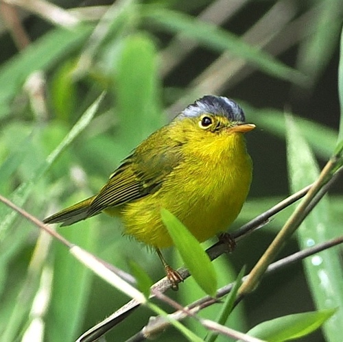 Grey-crowned Warbler (Phylloscopus tephrocephalus), photo 10