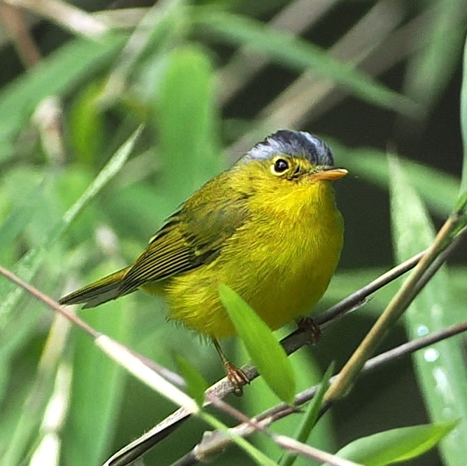 Grey-crowned Warbler