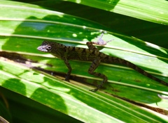Anolis allogus