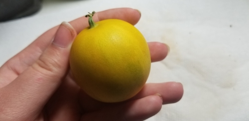 Cucumis melo