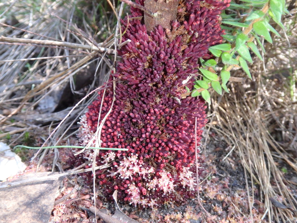 Mount Lofty Ground-berry