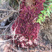 Acrotriche fasciculiflora - Photo (c) Geoffrey Cox, osa oikeuksista pidätetään (CC BY-NC), lähettänyt Geoffrey Cox