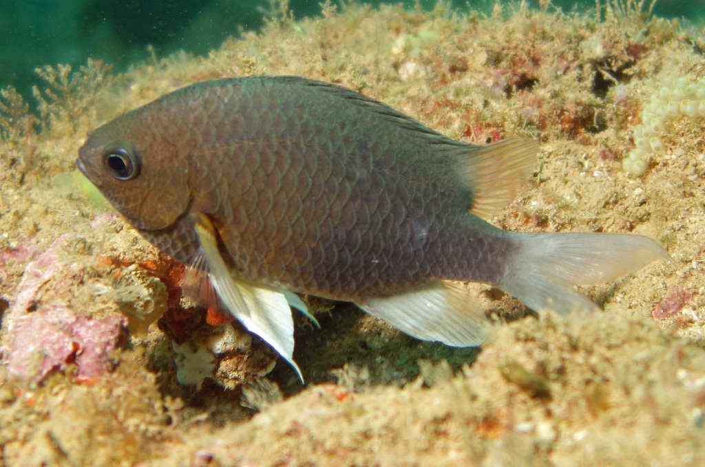 Green Chromis