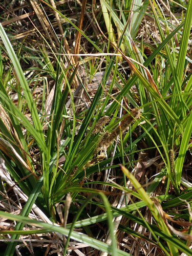 Chatham Sedge (Carex chathamica)