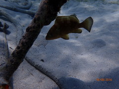Epinephelus morio