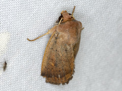 Proteuxoa porphyrescens