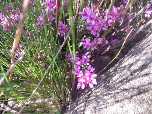 Indigofera equimontana MS (Indigofera equimontana)
