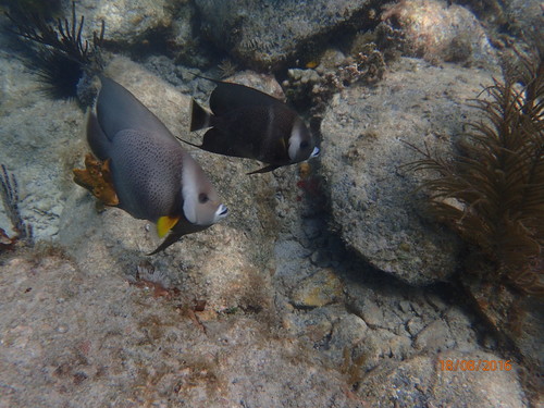 Grey Angelfish
