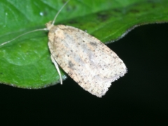 Agonopterix thelmae