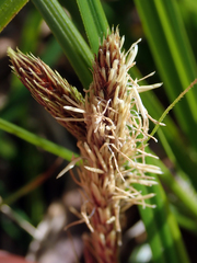 Carex chathamica