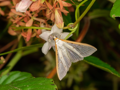 Palpita nigropunctalis