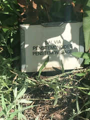 Salvia pentstemonoides