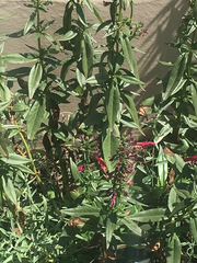 Salvia pentstemonoides